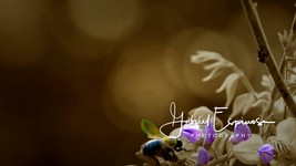 Bee on Flowers-Quick Preset_2048x1151.jpg